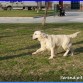 Luna (Bahia de Terra di Siena)
www.SerendipityDog.es
Cria Responsable y Familiar del Golden Retriever